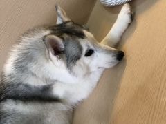 -Husky Go! 哈士奇体验馆·宠物咖啡厅狗咖