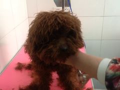 -喵宠乐园·撸猫互动·猫舍