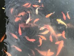 -西湖外事游船(花港观鱼码头)