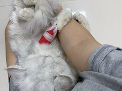 -派美特宠物医院·核磁CT·骨科肿瘤·疑难转诊(沈农禾丰店)