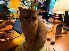 -咖法森林·咖啡  酒吧(天河店)