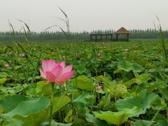 -西青郊野公园