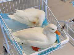 -怪兽屋·羊驼·猫咖·狗咖(俊华广场店)