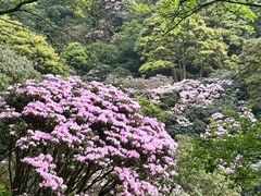 -梧桐山风景名胜区