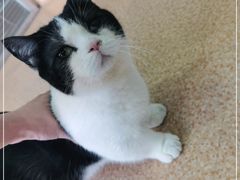 -芭比堂宠物医院·全科爱猫医院·仁德分院