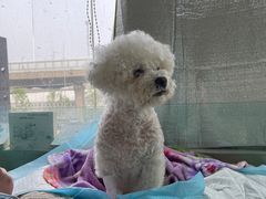 -康旭宠物医院(郑州总院)