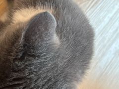 -有喵·猫咖·狗咖·30几只猫10只小狗(岗厦店)