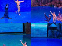 -芜湖新华联大白鲸海洋公园