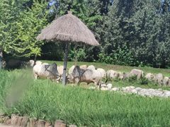 -北京野生动物园