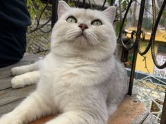 -喵屿·大理花园猫咖