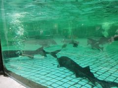 -天怡·鱼工厂(梅溪湖店)