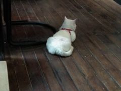 -PCA专业咖啡技能训练营(西南重庆总部)