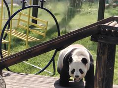 -栾川竹海野生动物园