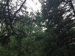 -帽儿山国家森林公园