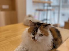 -是阿柴呀！柴犬咖啡·爱喵喵猫咖