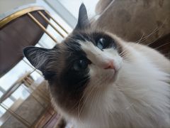 -Catmate·猫肥家润(金润铂宫店)