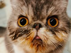-猫大福·Fortune Cat猫舍(百子湾店)