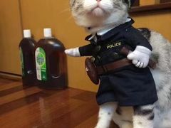 -Bastet sally猫舍购宠(静安店)