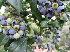 -金谷域澳洲庄园