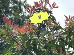 -梧桐山风景名胜区