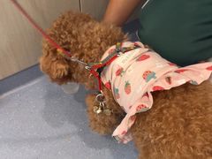 -宠物星动物医院·眼科·异宠·猫科(江南大道总院)