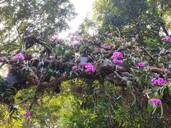 -东莞植物园