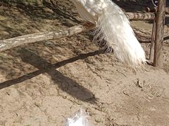 -哈尔滨北方森林动物园