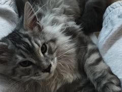 -瑞派·关忠动物医院·猫专科·犬专科(三环新城店)