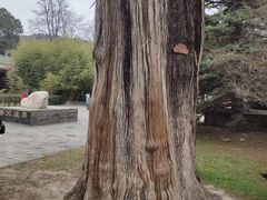-黄帝陵