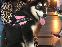 -沙洲路步行街(长安南路店)