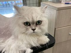 -钦宠·猫咪售卖·洗护·寄养(东圃旗舰店)