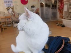 -Let's go狗咖·猫咖·奶狗·桌游(春熙路IFS店)