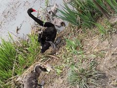 -长兴太湖图影湿地文化园