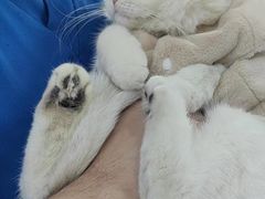 -中农大我爱我爱24h动物医院·中医针灸·猫专科·骨科医疗中心(双井店)