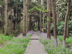 -东平国家森林公园