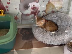 -糯米喵星人总部直营旗舰店·猫舍·幼猫出售