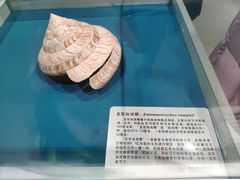 -青岛贝壳博物馆