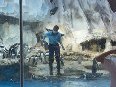 -帝企鹅自助餐厅•儿童岛•真企鹅(长隆企鹅酒店)