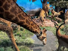 -国家自然博物馆