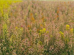 -中国天府农业博览园