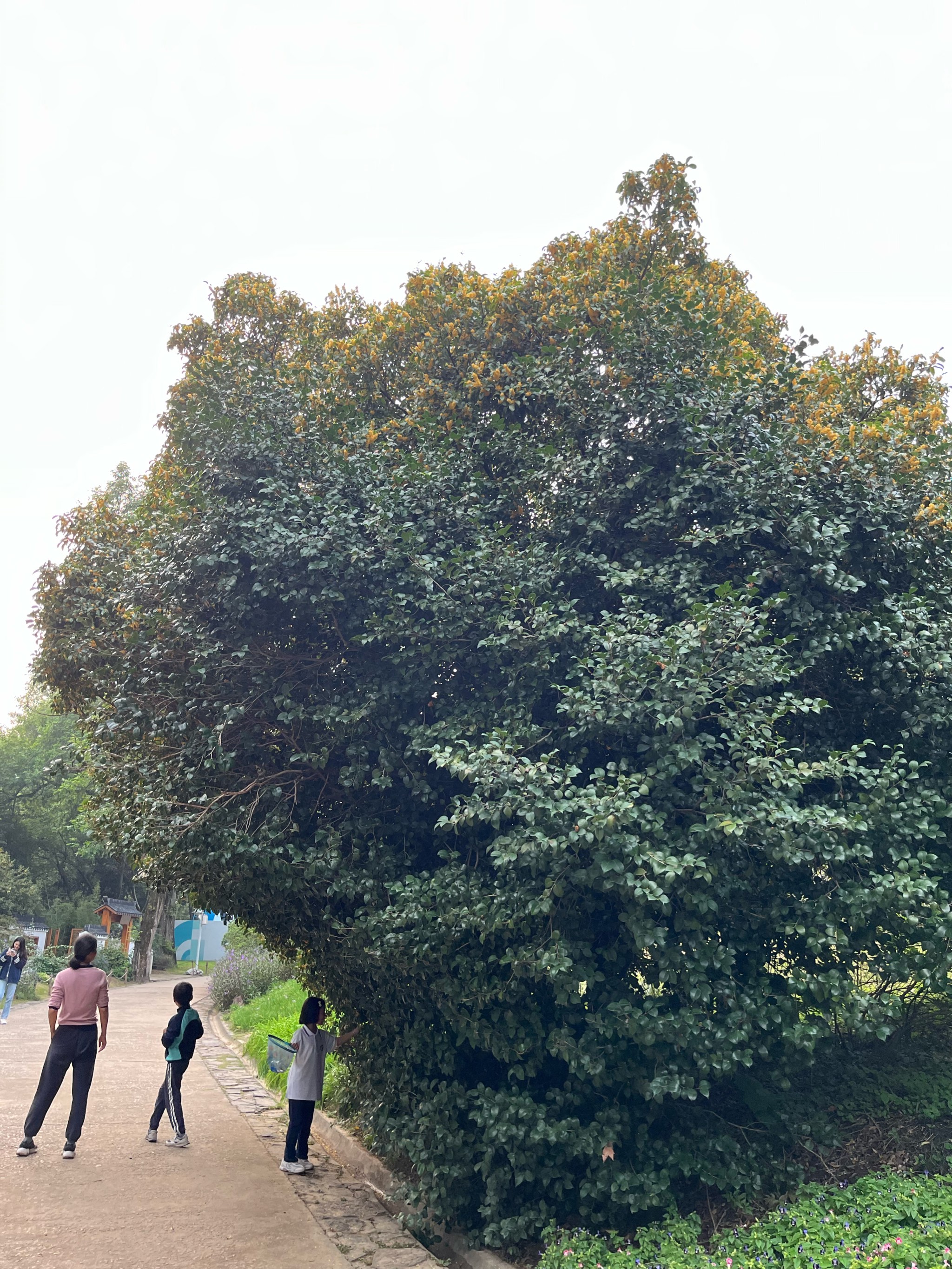 桂花树图例图片