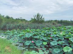 -白鹭湾湿地公园