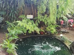 -Fern Forest Cafe