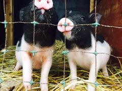 -明珠湖天鹅苑·农家菜馆