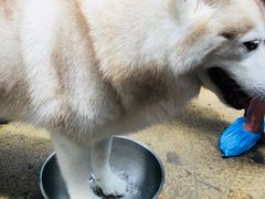 -TrueLove @ Neverland (Husky Cafe)