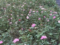 -杭州城北体育公园