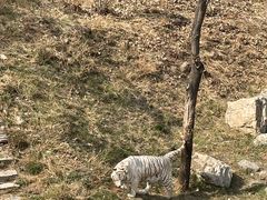 -石家庄市动物园