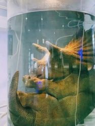 -恐龙探索乐园(磁器口店)