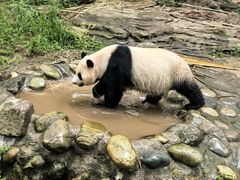 -都江堰中华大熊猫苑