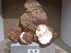 -北京中医药大学-中医药博物馆
